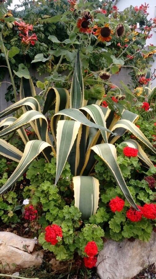 Апартаменты Ararat & Svetlana Алахадзы-7